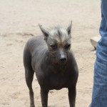 Peruvian Dog