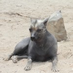 Peruvian Dog1