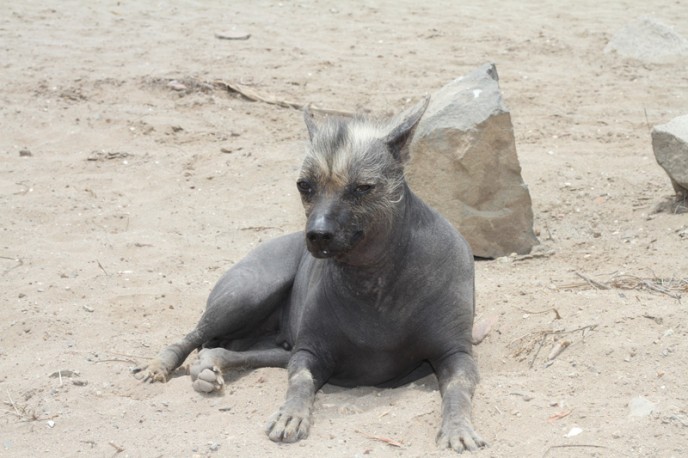 Peruvian Dog1