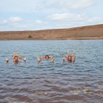 Bathing in the salinas